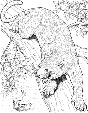 Leopard Roars On Tree Coloring Page